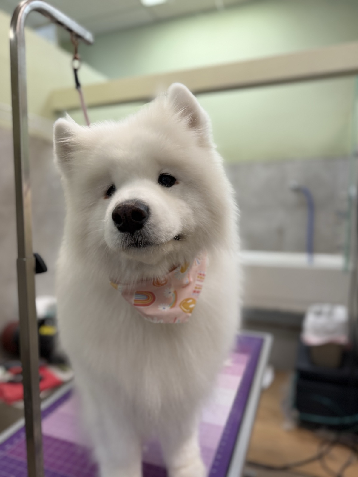 Fluffy white groomed dog with upright ears and a pink rainbow bandana