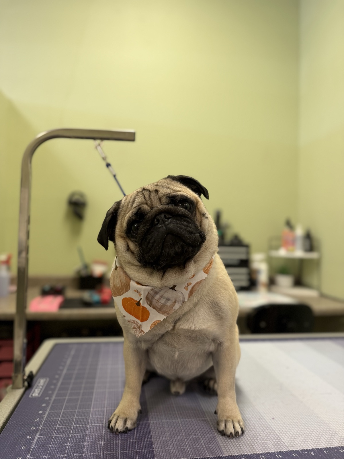 Fawn pug with a tilted head and pumpkin bandana