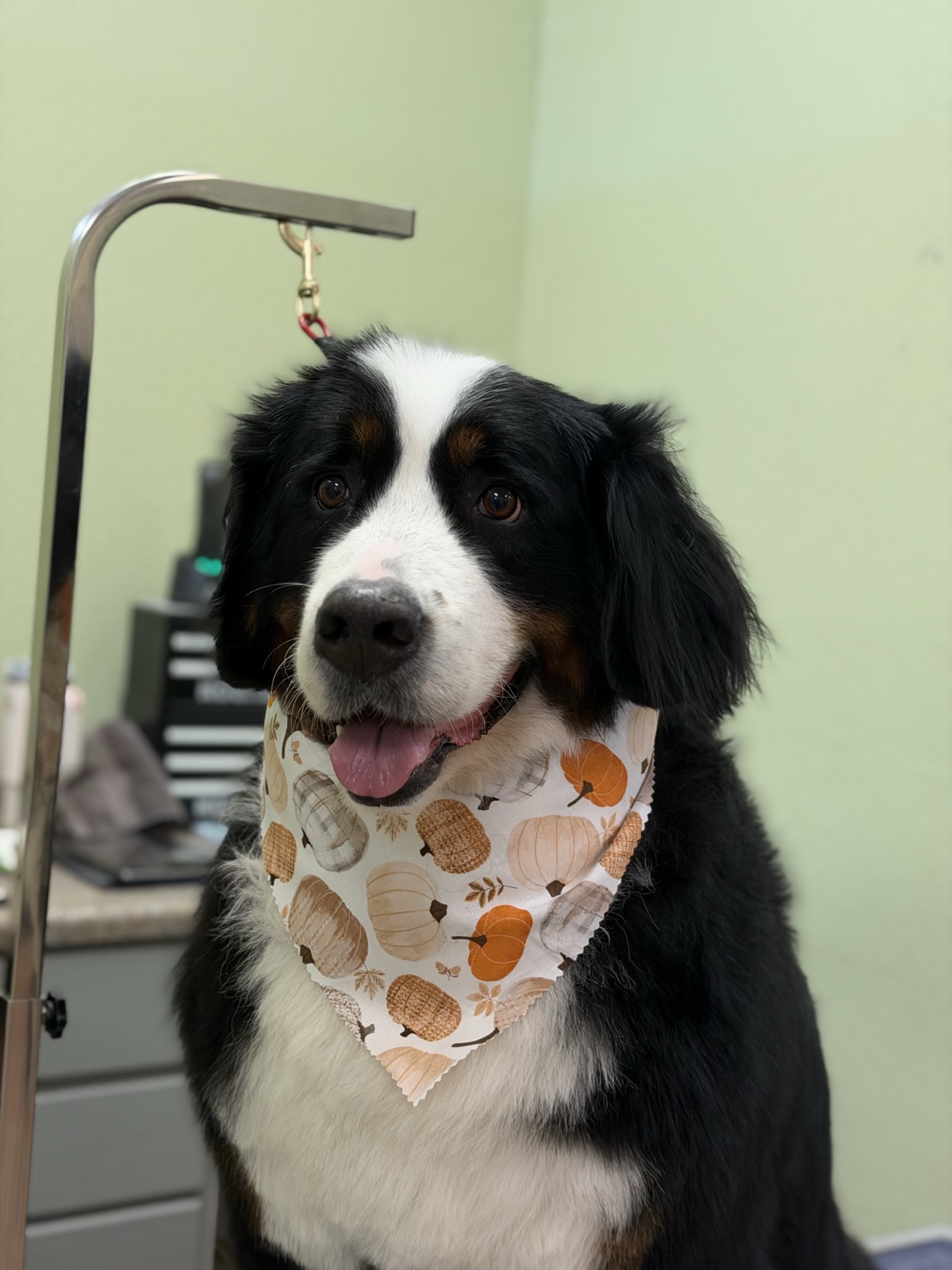 Large tricolor dog wearing a pumpkin bandana