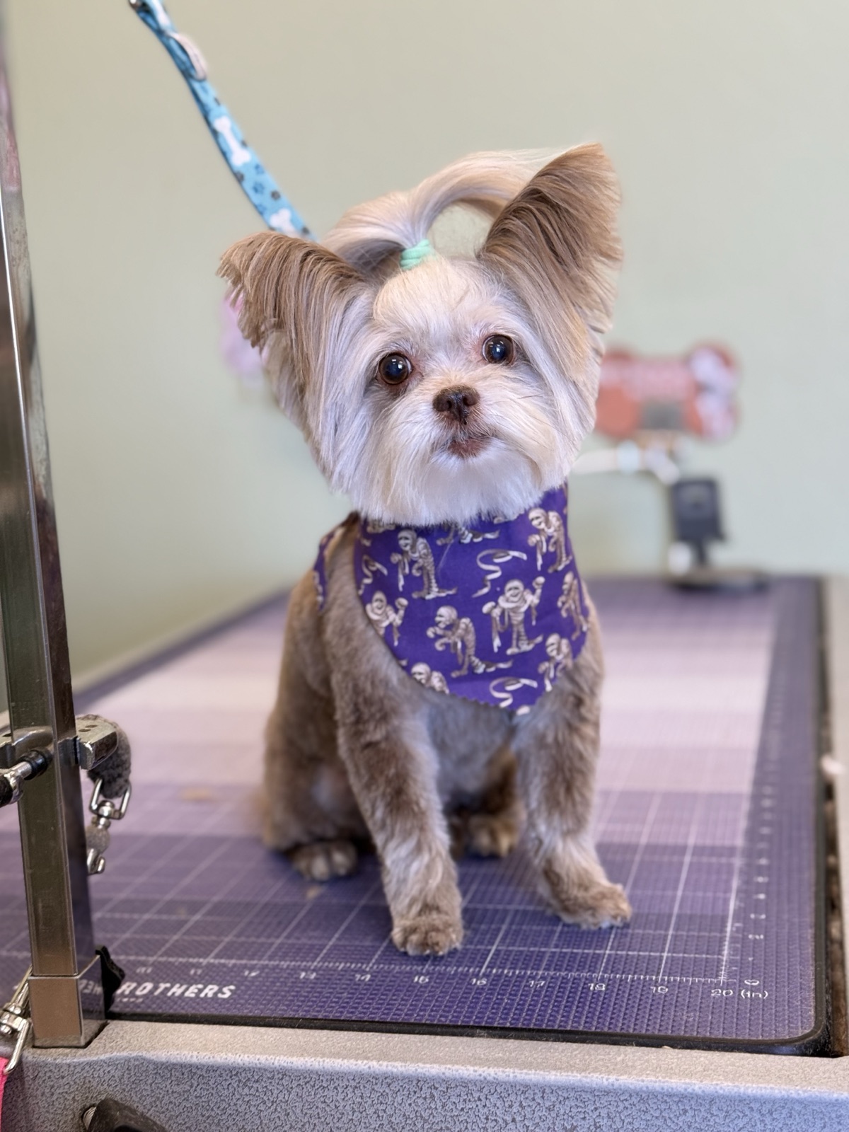 Small silver and tan dog with a topknot