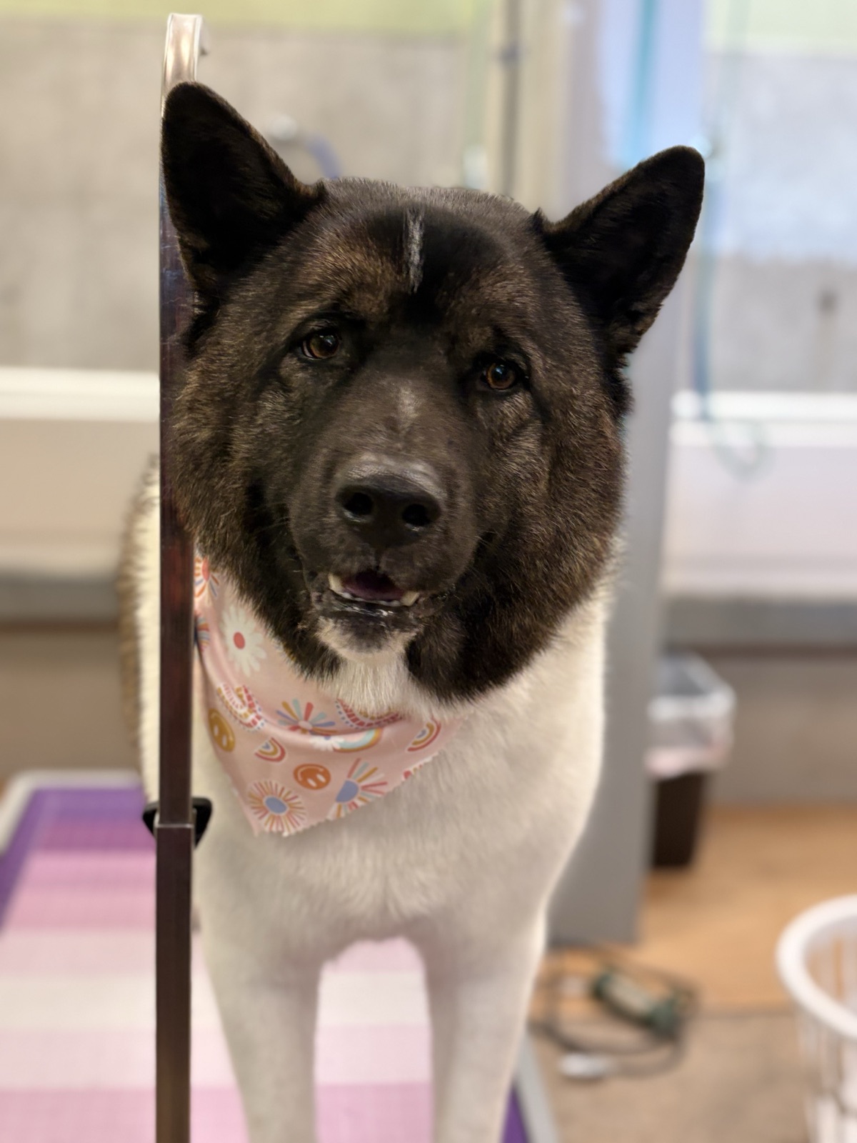Dark-faced dog with upright ears and a pastel bandana