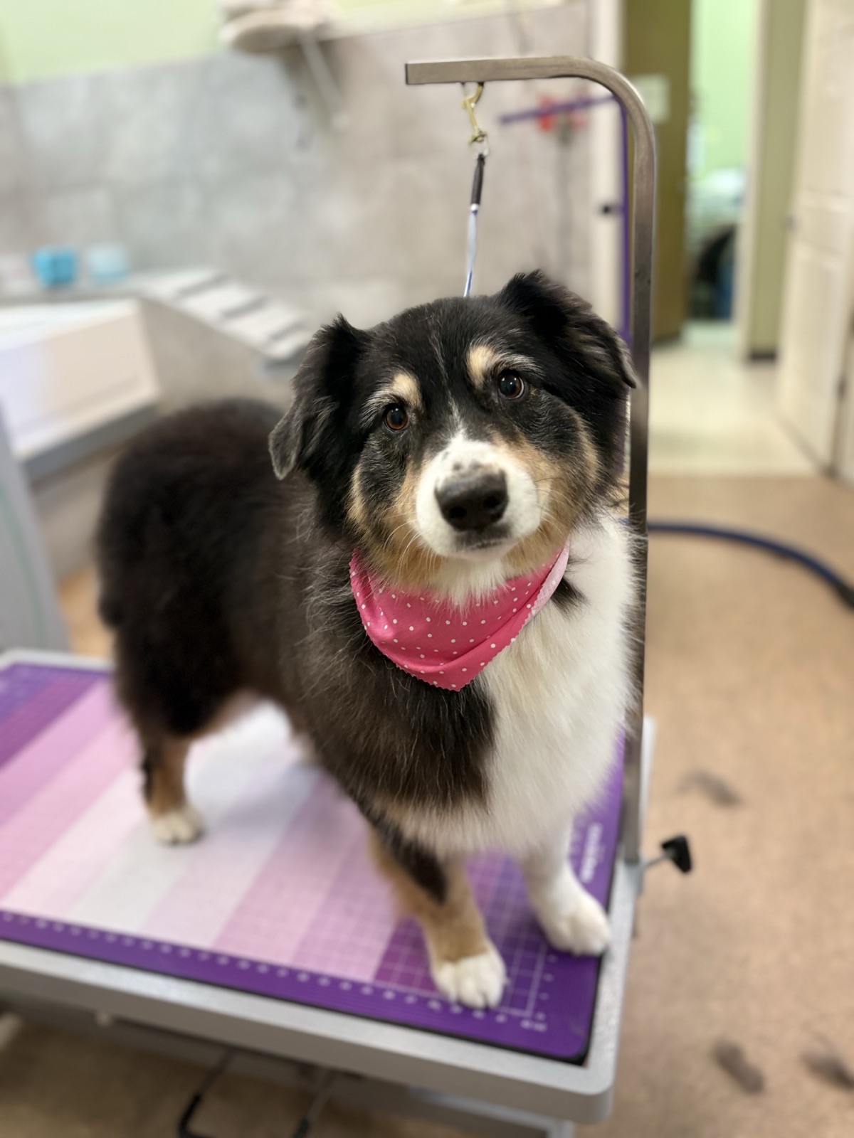 Fluffy tricolor dog with a pink bandana
