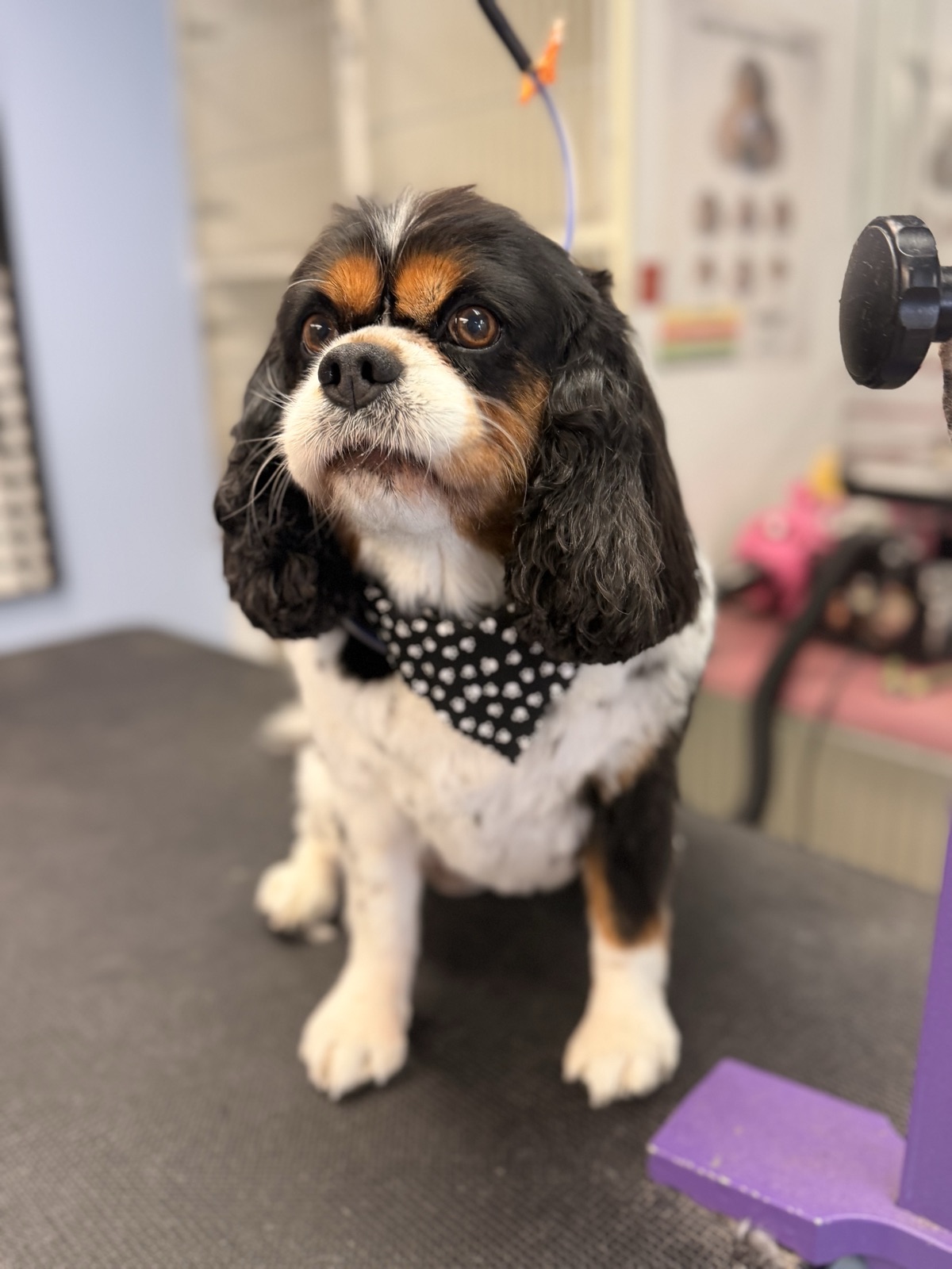 Tricolor spaniel with long ears and a black bandana